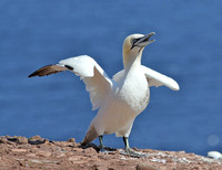 Young gannet